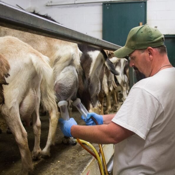 Goats Diary Farming new