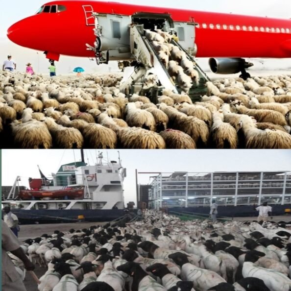 Livestock Importing & Exporting