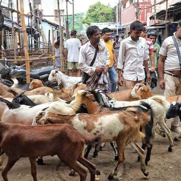 Sheep & Goats Trading new